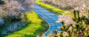 녹산로 유채꽃길